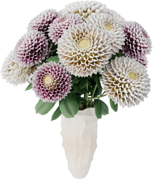 Dahlias