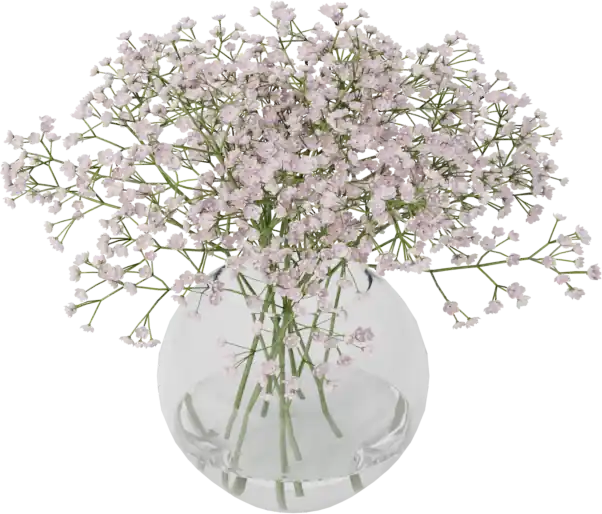 Gypsophila
