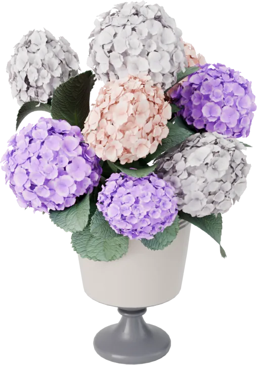 Hydrangea