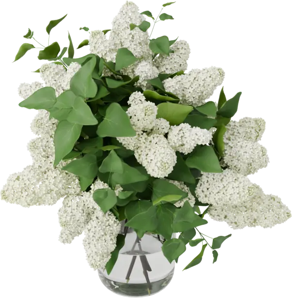 White lilac